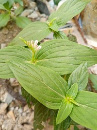 Herbs are one of the potential sources of our health